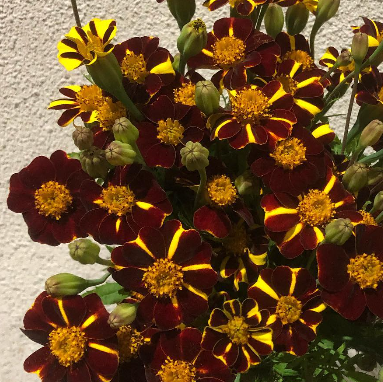 Tagetes ( Marigold ) 'Stripe' 100 Seeds