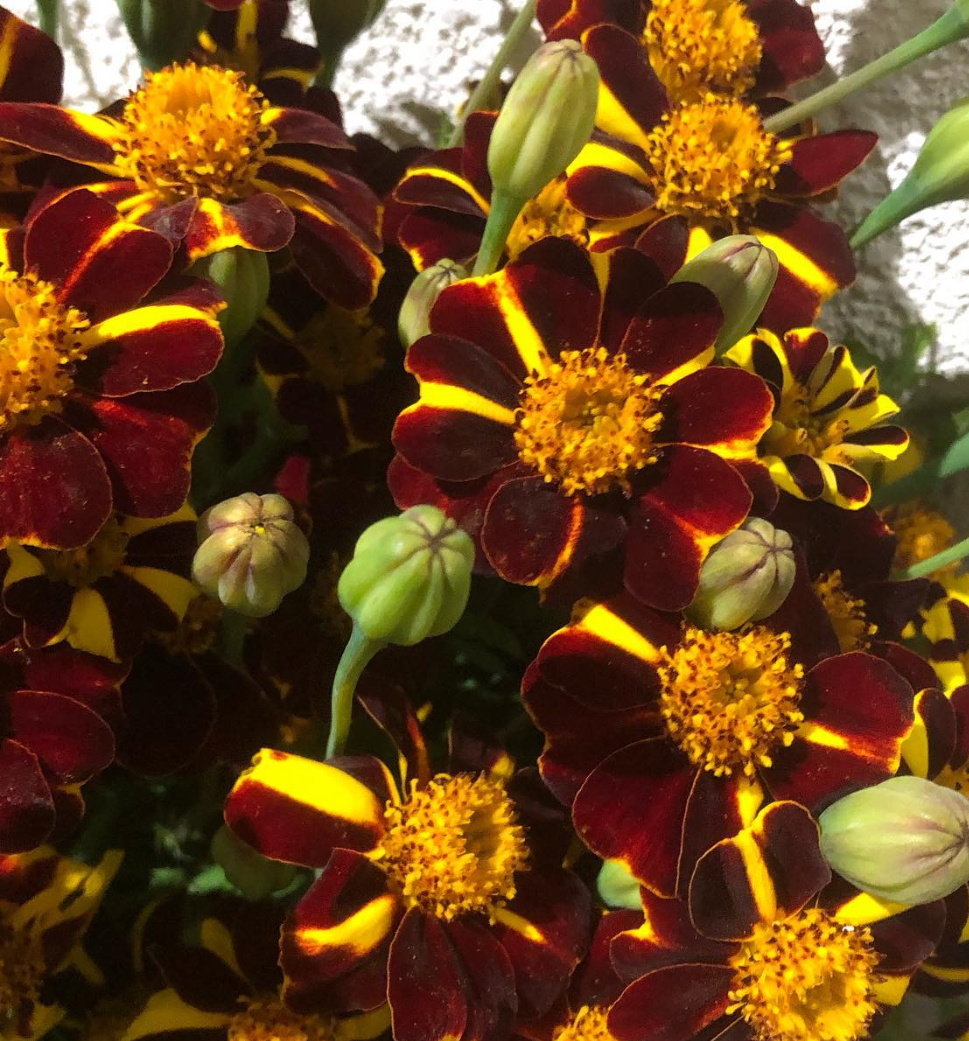 Tagetes ( Marigold ) 'Stripe' 100 Seeds