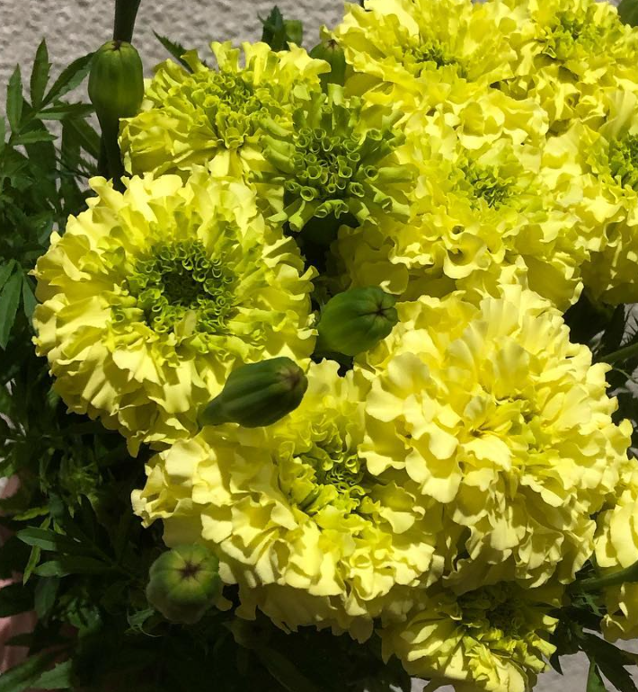 Tagetes ( Marigold ) 'Remedy Yellow' 100 Seeds