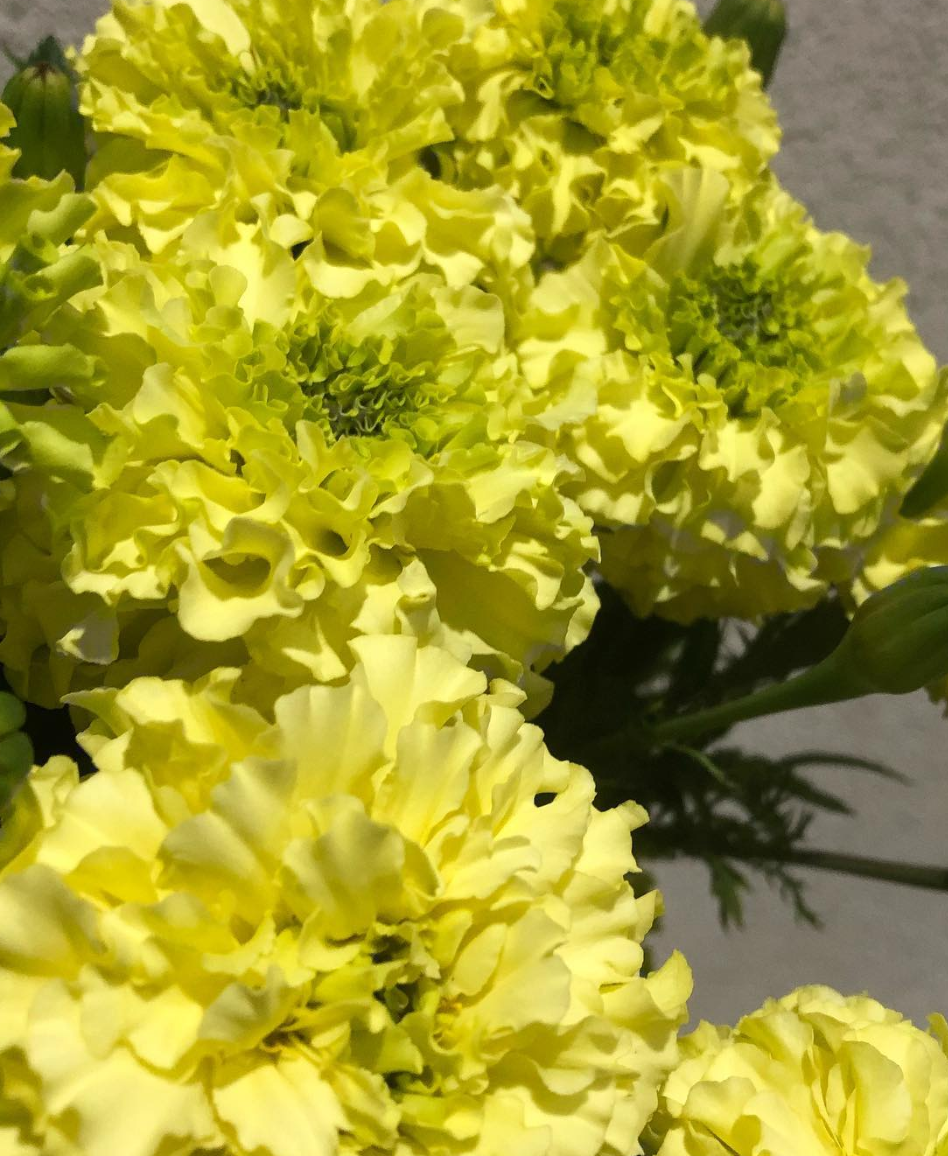 Tagetes ( Marigold ) 'Remedy Yellow' 100 Seeds