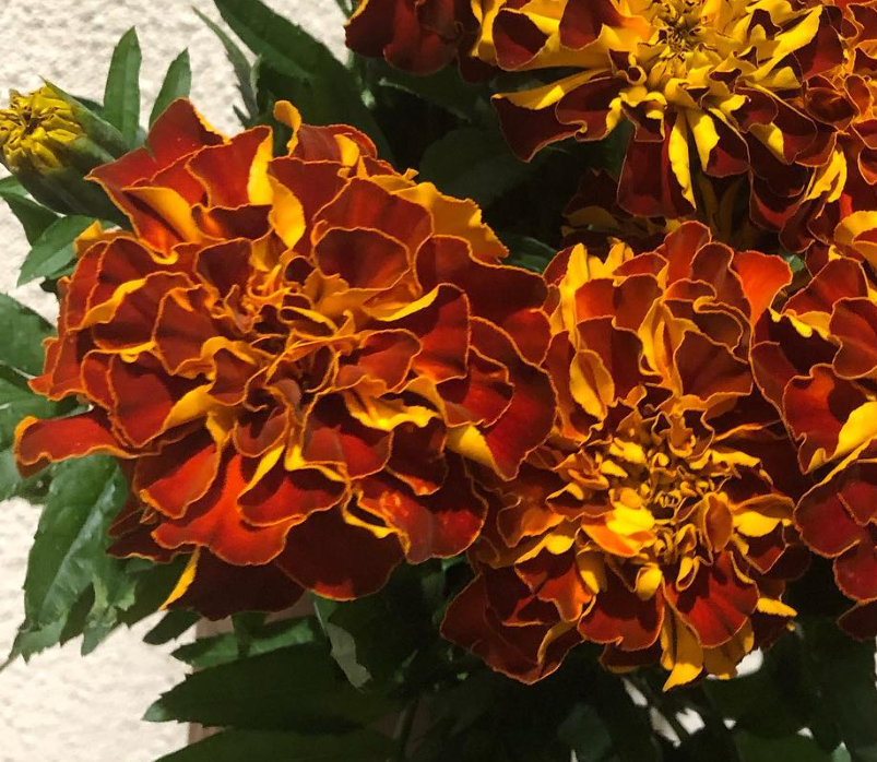 Tagetes ( Marigold ) 'Zenith Red' 100 Seeds