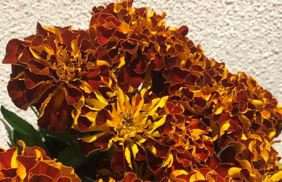 Tagetes ( Marigold ) 'Zenith Red' 100 Seeds