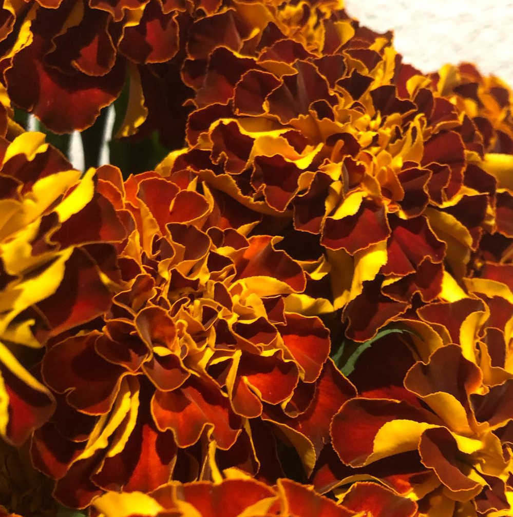 Tagetes ( Marigold ) 'Zenith Red' 100 Seeds