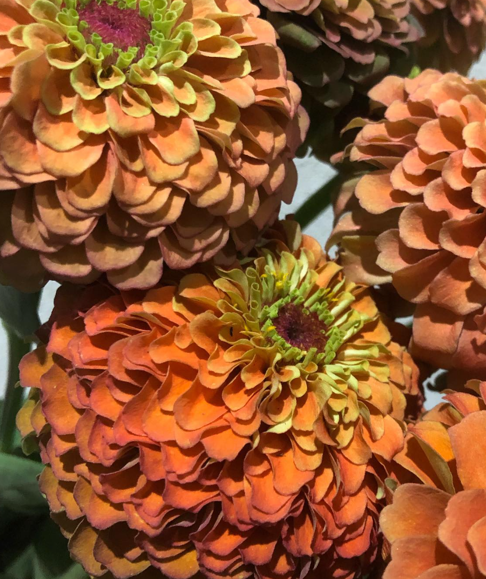 Zinnia ’Queen Lime Orange’ 50 Seeds
