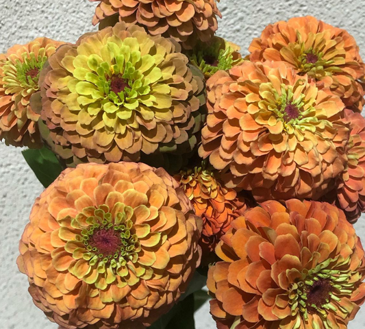 Zinnia ’Queen Lime Orange’ 50 Seeds