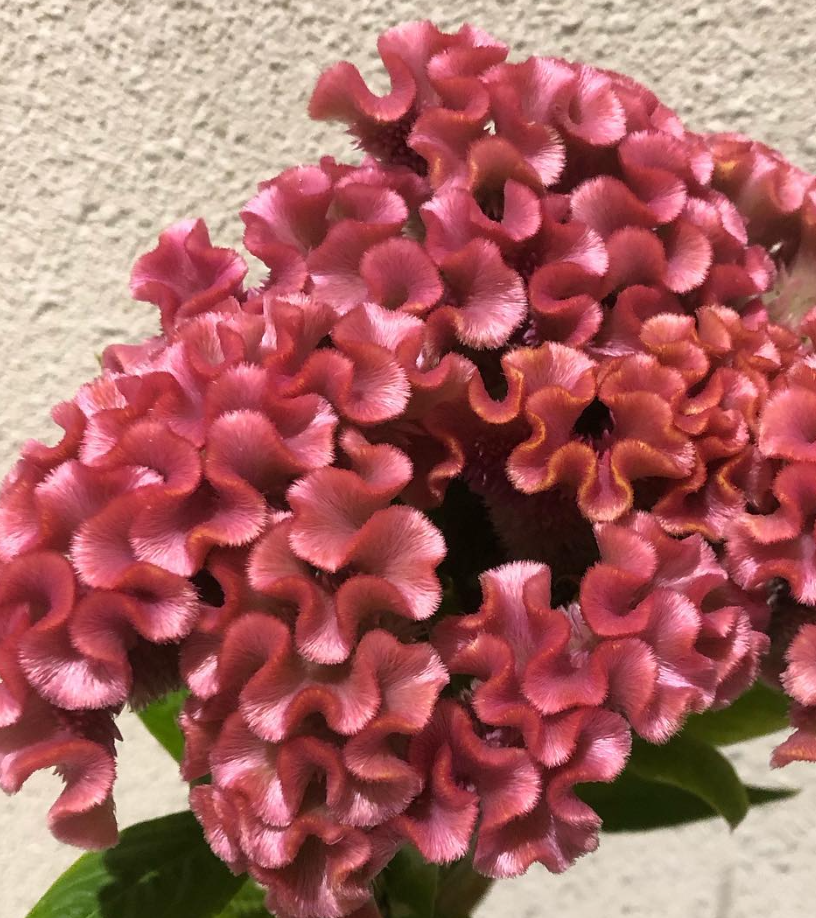 Celosia argentea ’Deli Pearl’ 60 Seeds