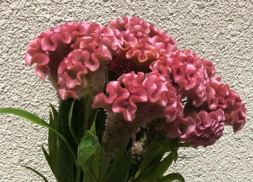 Celosia argentea ’Deli Pearl’ 60 Seeds