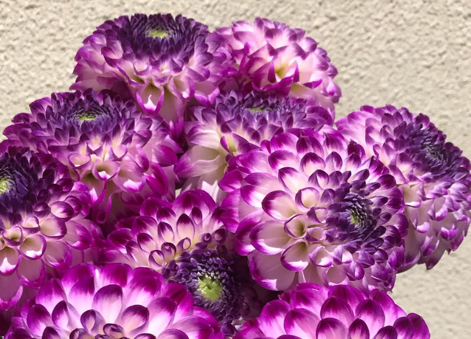 Dahlia 'Farncliffe Tango' 100 Seeds