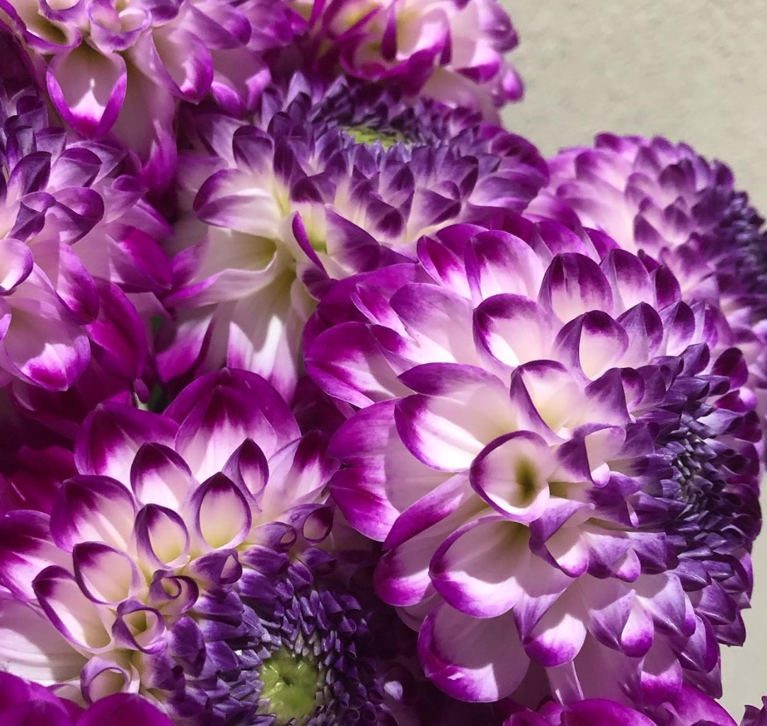 Dahlia 'Farncliffe Tango' 100 Seeds