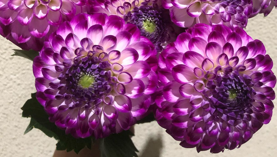 Dahlia 'Farncliffe Tango' 100 Seeds