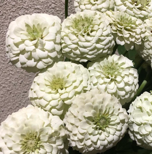 Zinnia ’Yae White’ 50 Seeds