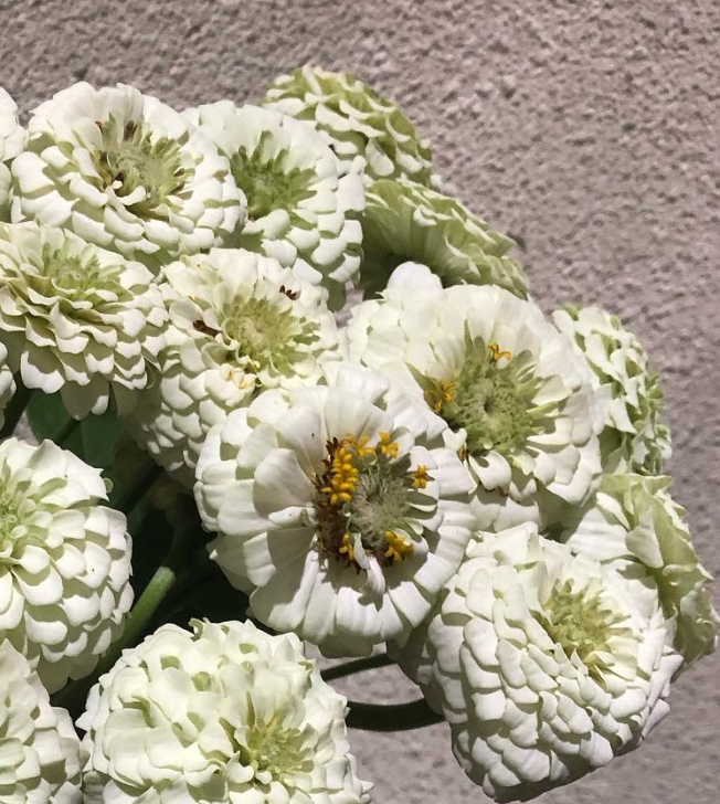 Zinnia ’Yae White’ 50 Seeds