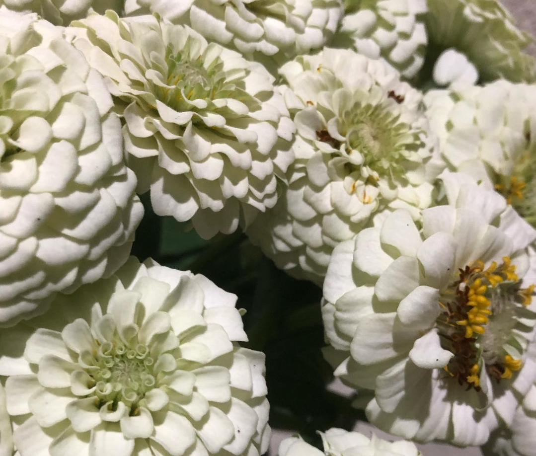 Zinnia ’Yae White’ 50 Seeds