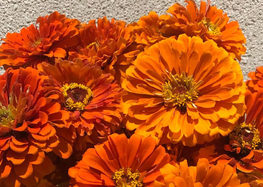 Zinnia ’Giant OR’ 50 Seeds