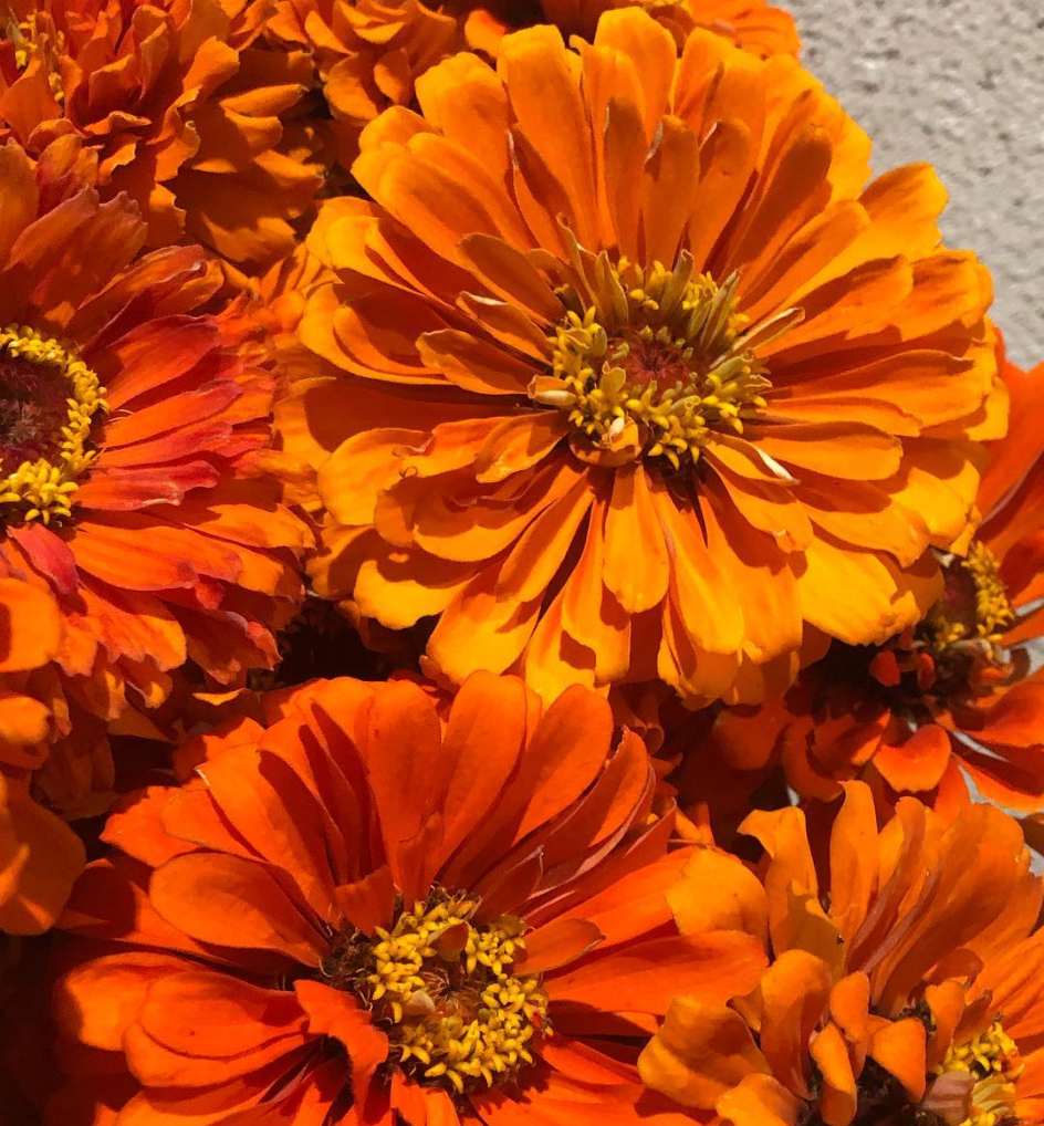 Zinnia ’Giant OR’ 50 Seeds