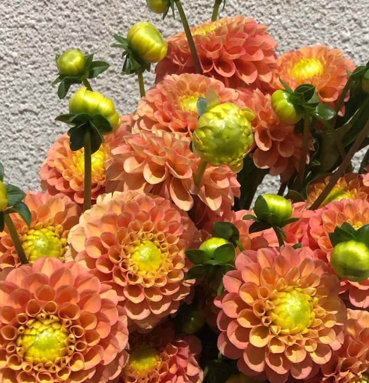Dahlia 'Suckle Apricot' 100 Seeds