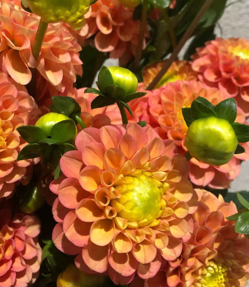 Dahlia 'Suckle Apricot' 100 Seeds