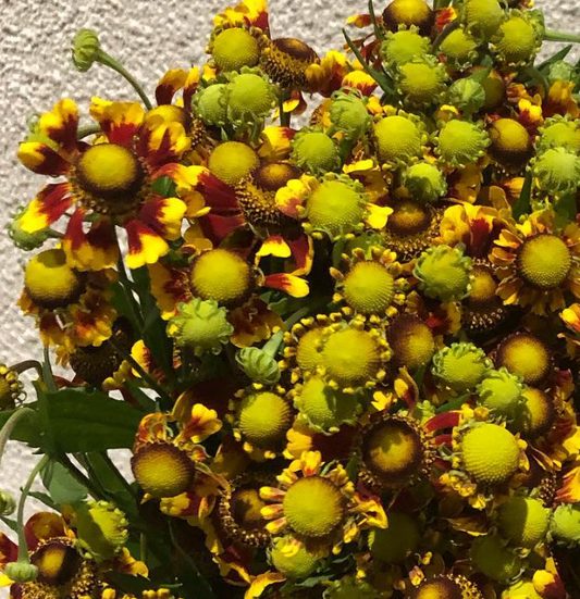 Helenium Red Tomizawa 50 Seeds