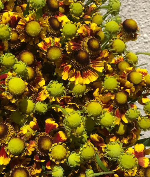 Helenium Red Tomizawa 50 Seeds