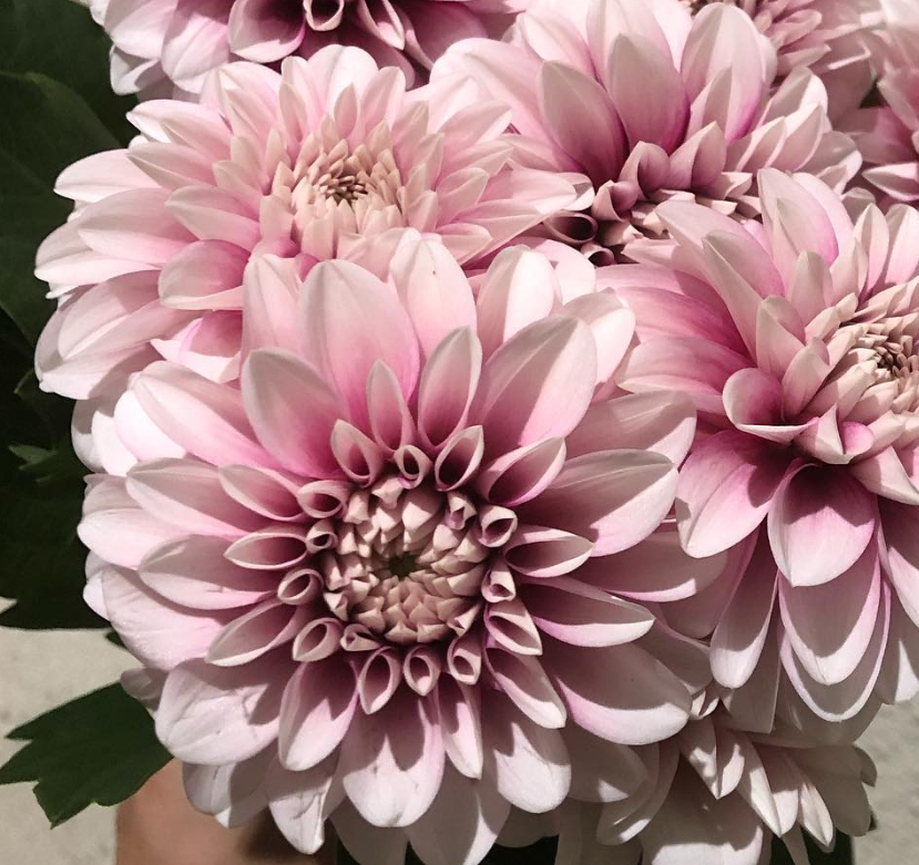 Dahlia 'Strawberry Latte' 100 Seeds