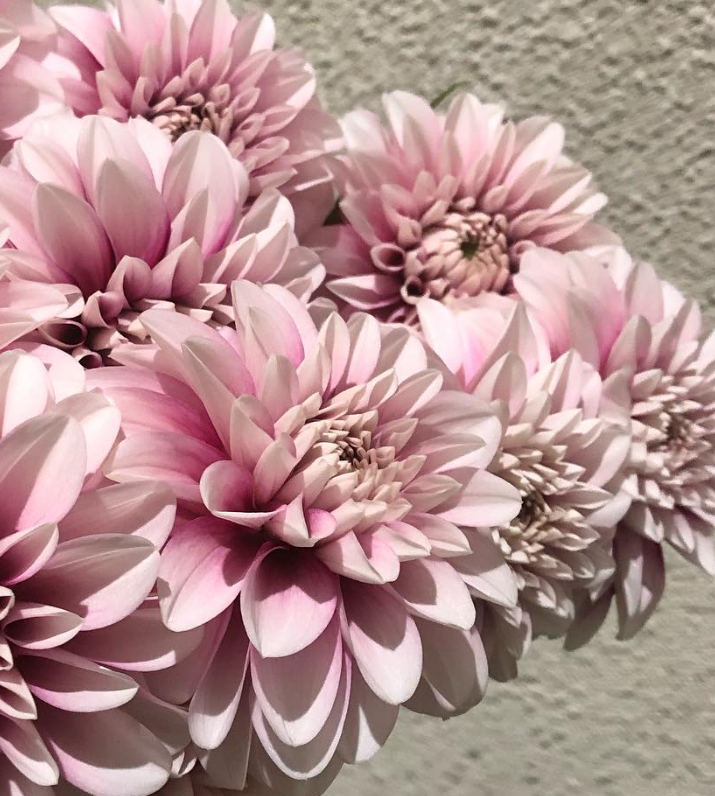 Dahlia 'Strawberry Latte' 100 Seeds