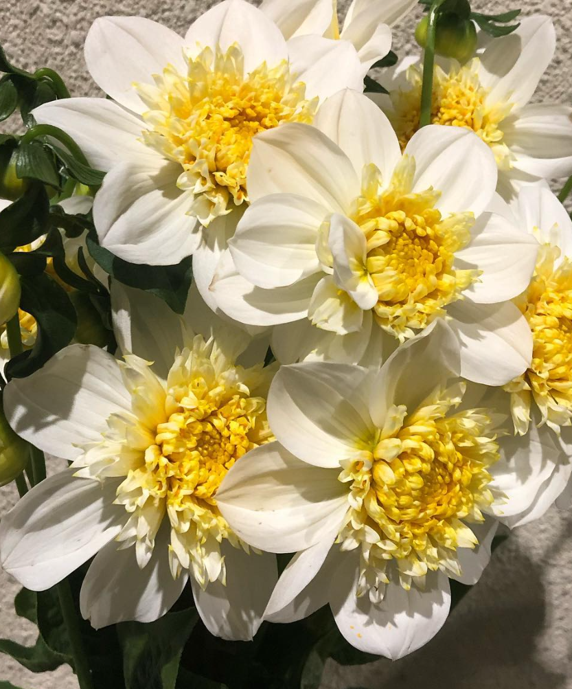Dahlia 'North Pearl' 100 Seeds