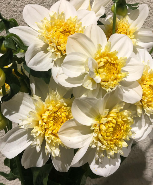 Dahlia 'North Pearl' 100 Seeds