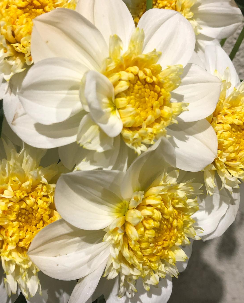 Dahlia 'North Pearl' 100 Seeds