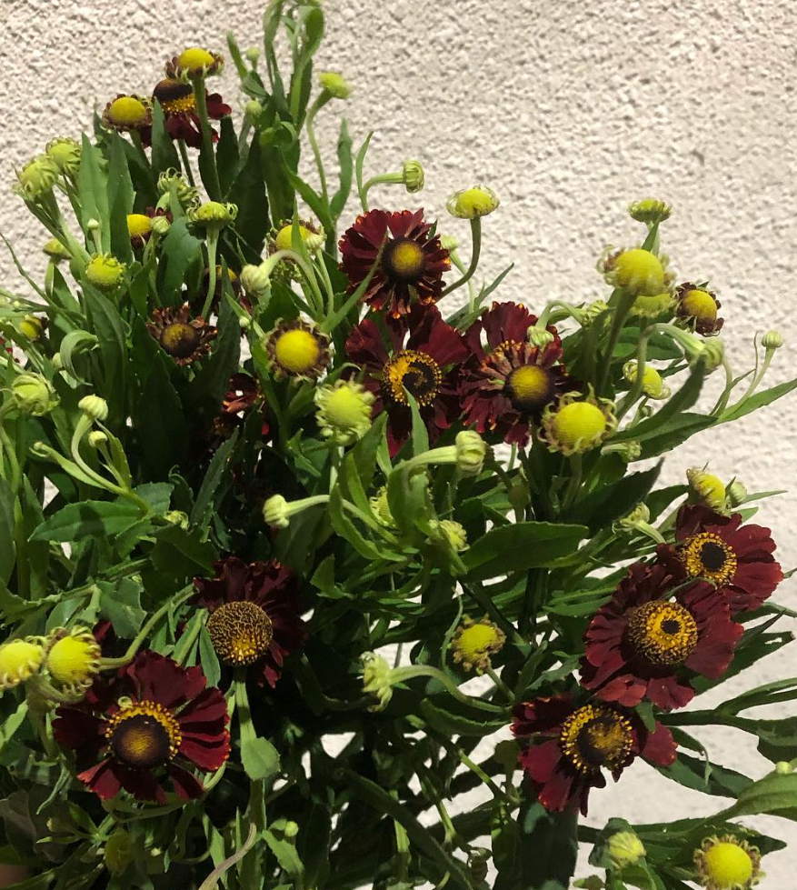 Helenium Autumnale Red 50 Seeds