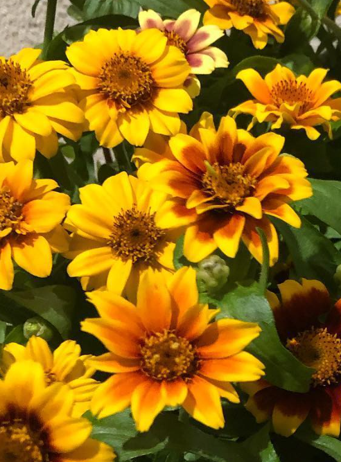 Zinnia ’Persian Carpet’ 50 Seeds