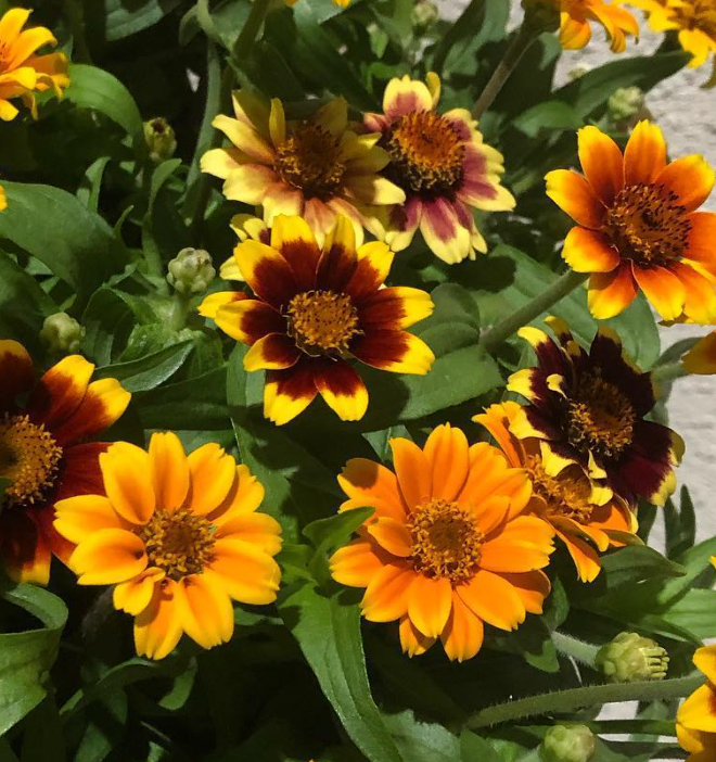 Zinnia ’Persian Carpet’ 50 Seeds