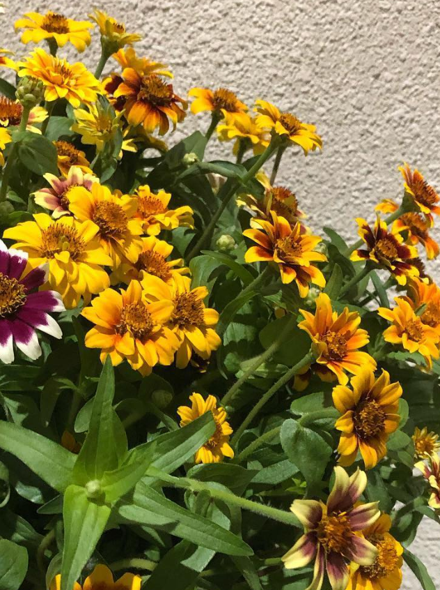 Zinnia ’Persian Carpet’ 50 Seeds