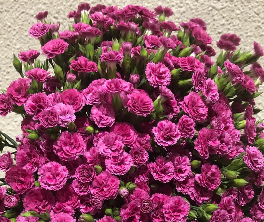 Dianthus ’Raffine Alix’ 100 Seeds