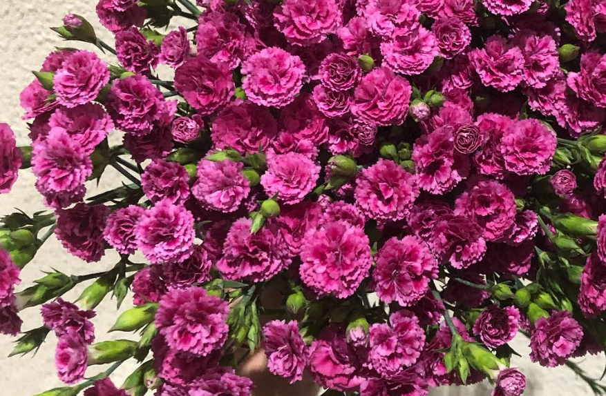 Dianthus ’Raffine Alix’ 100 Seeds
