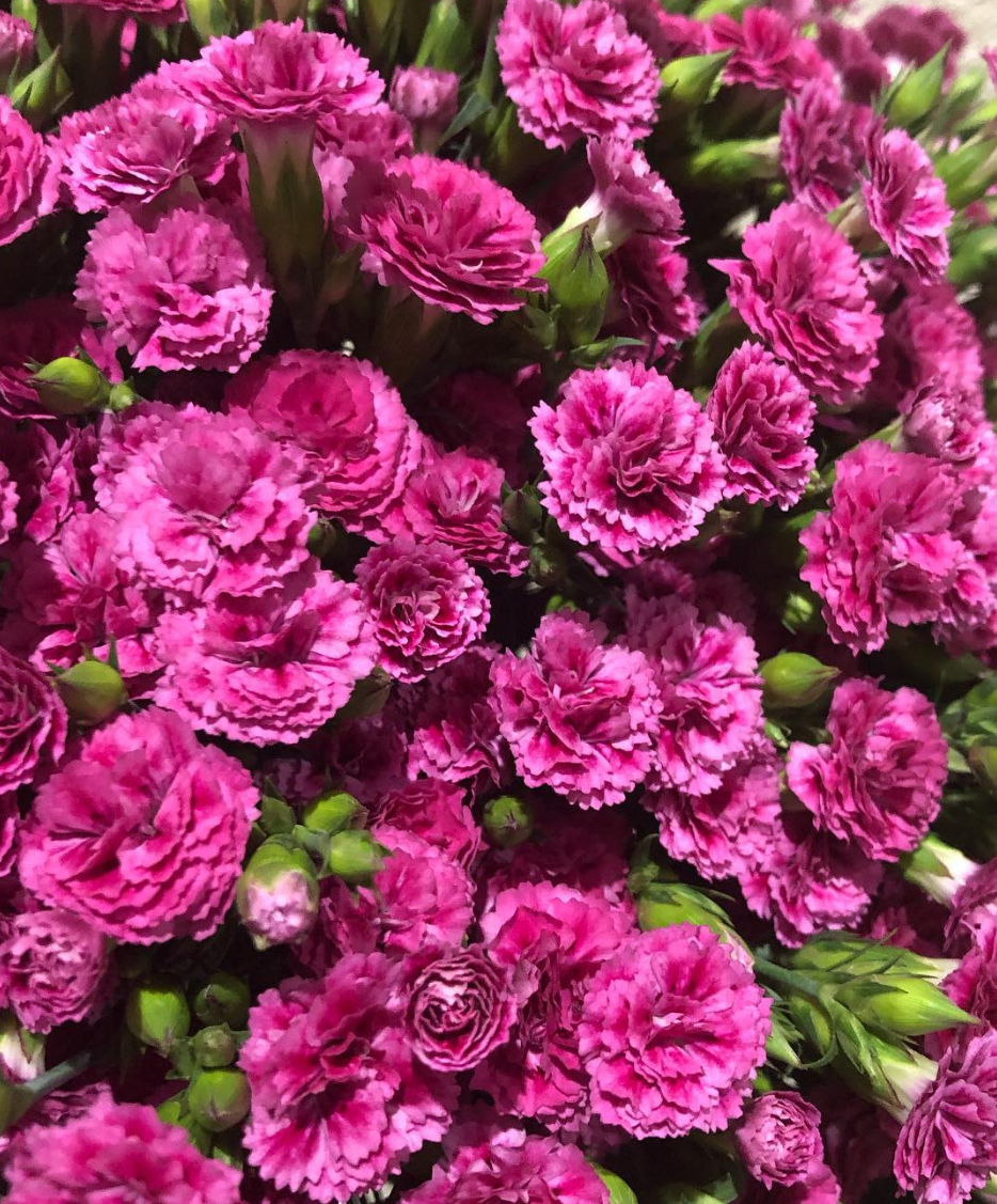 Dianthus ’Raffine Alix’ 100 Seeds