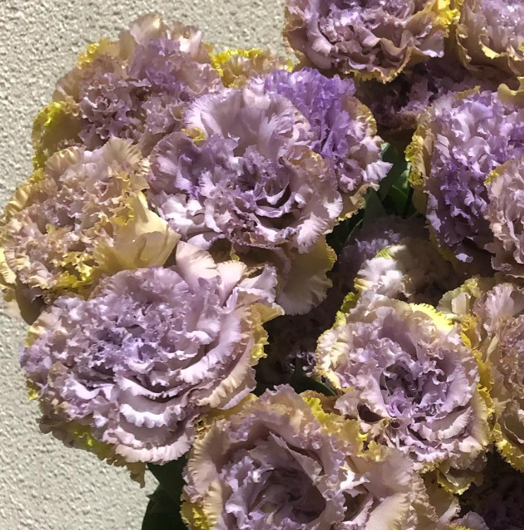 Lisianthus ( Eustoma ) Blue Chateau 6 Seeds