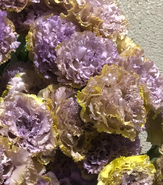Lisianthus ( Eustoma ) Blue Chateau 6 Seeds