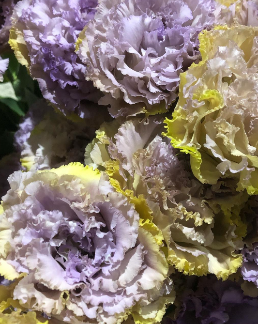 Lisianthus ( Eustoma ) Blue Chateau 6 Seeds