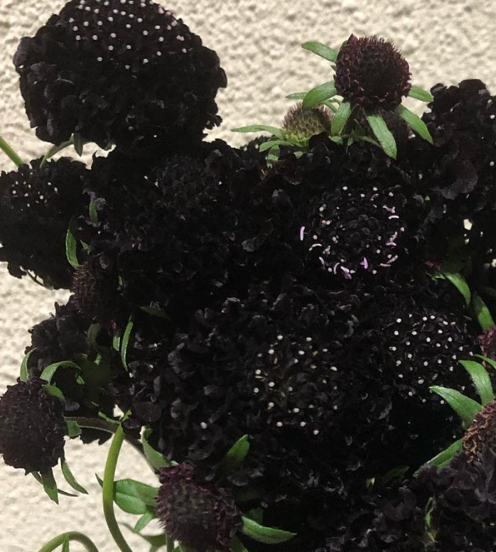 Scabiosa Petit Bon Black 50 Seeds
