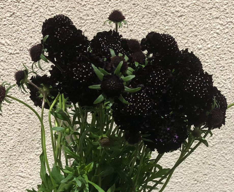 Scabiosa Petit Bon Black 50 Seeds