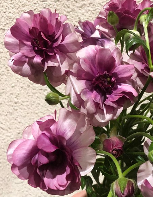 Ranunculus 'Lux Teeba' 7 Bulbs