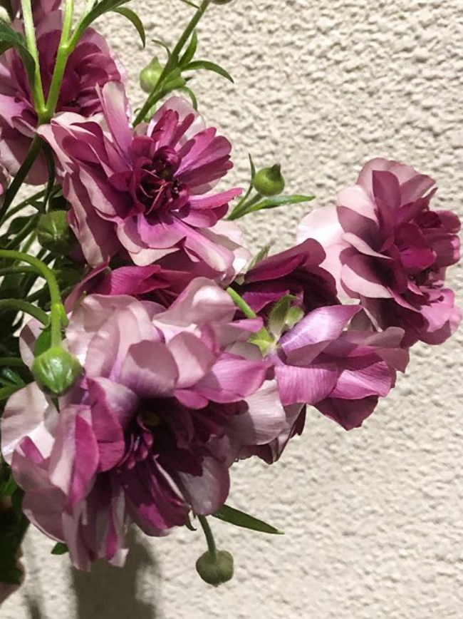 Ranunculus 'Lux Teeba' 7 Bulbs