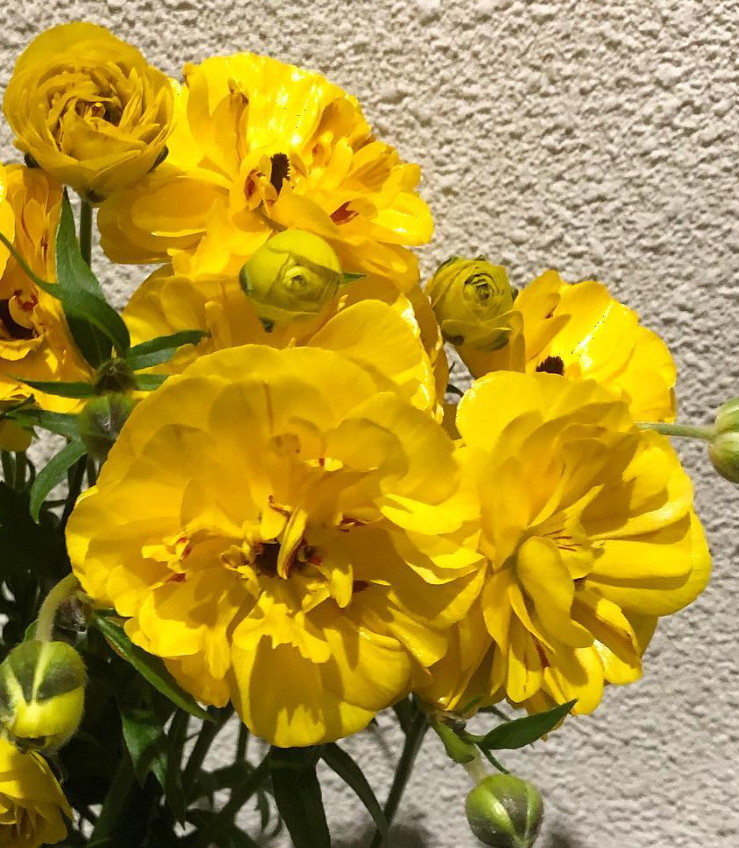 Ranunculus 'Lux Carna' 7 Bulbs