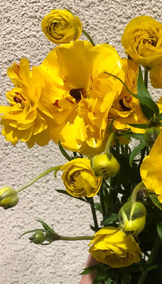 Ranunculus 'Lux Carna' 7 Bulbs