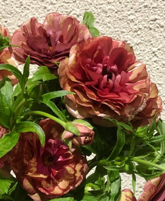 Ranunculus 'Lux Mousa' 7 Bulbs