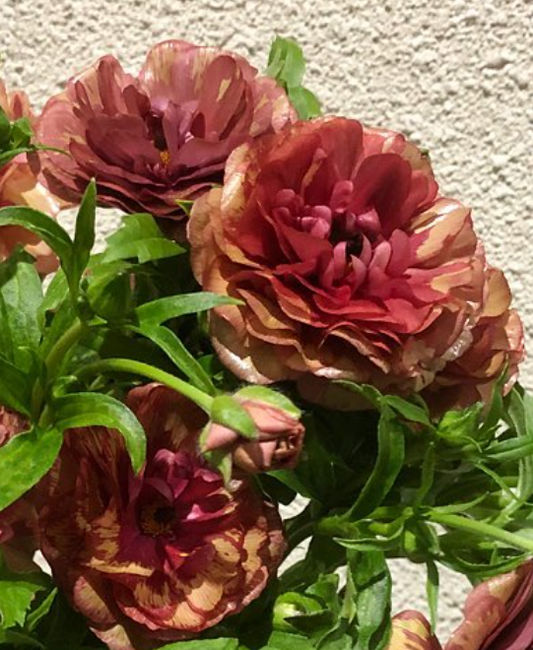 Ranunculus 'Lux Mousa' 7 Bulbs