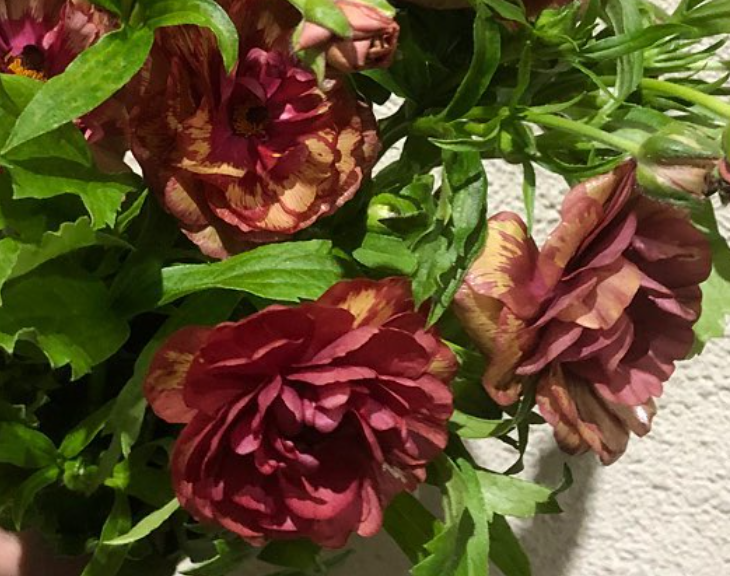 Ranunculus 'Lux Mousa' 7 Bulbs