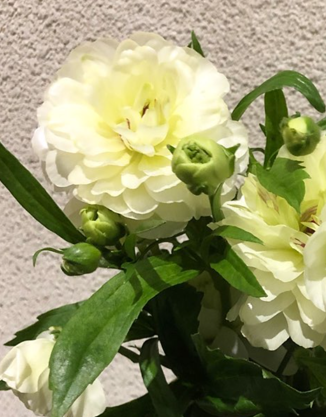 Ranunculus 'Lux Ninos' 7 Bulbs