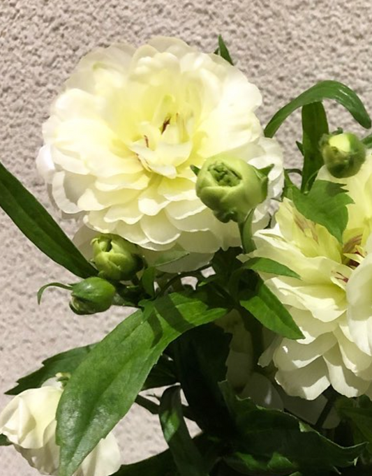 Ranunculus 'Lux Ninos' 7 Bulbs