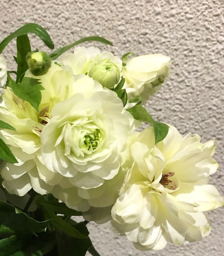 Ranunculus 'Lux Ninos' 7 Bulbs